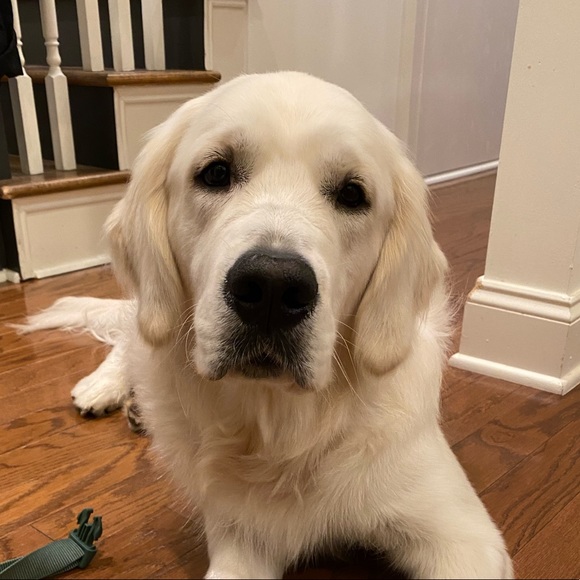 Meet your Posher, Haley - Picture 1 of 1